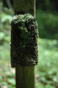 Pawlikowice cmentarz wojenny