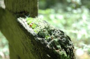 Pawlikowice cmentarz wojenny