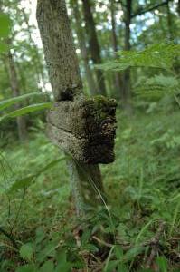 Pawlikowice cmentarz wojenny