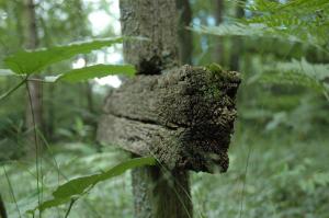 Pawlikowice cmentarz wojenny