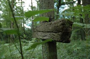 Pawlikowice cmentarz wojenny