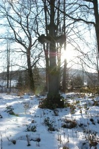 Stary cmentarz łemkowski Rychwałd 