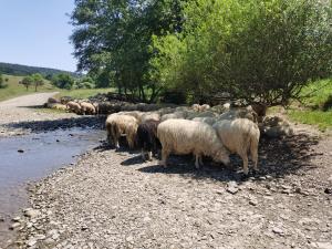 Owce u wodopoju