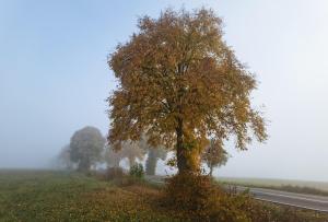 Gładyszów