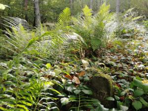 012-Ożenna cm1 październik 2019