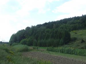 Kriegerfriedhof Nr 104 Strzeszyn-Wilczak- cmentarz z I Wojny Światowej 002     