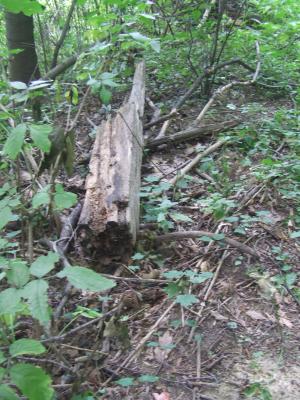 Kriegerfriedhof Nr 104 Strzeszyn-Wilczak- cmentarz z I Wojny Światowej 010     