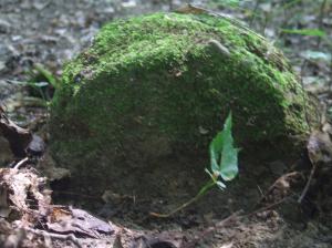 Kriegerfriedhof Nr 104 Strzeszyn-Wilczak- cmentarz z I Wojny Światowej 012     