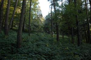 Cmentarz nr 61 Wichrne Gładyszów