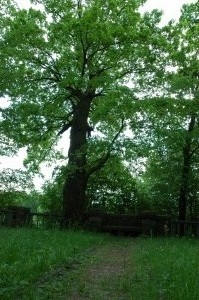 Cmentarz nr 125 Zagórzany