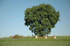 Cmentarz wojenny nr 307
