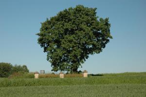 Cmentarz wojenny nr 307